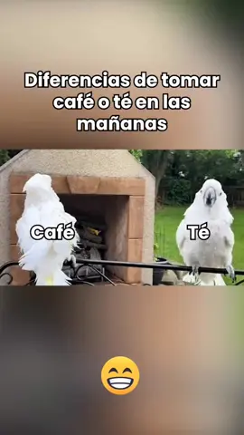 la cafeina haciendo efecto #livehighlights #tiktoklive #videosgraciosos 
