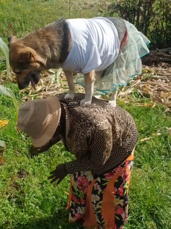 #bosco #lovebirds😍🐕💃 #pachawanyandarua @pachawanyandarua back up acc 