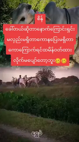 #နွားဝါသနာရှင်ညီကိုများအတွက် @Kyaw zin thant(မိထ္တီလာသား)💗 