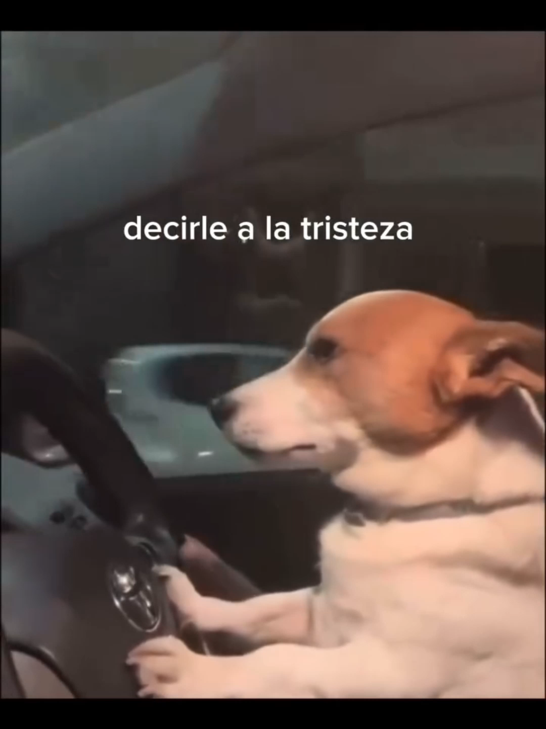 Pide tu canción favorita en los comentarios y no olvides seguir la página 🤙🏻    Canción: Manuel Medrano - Bajo el agua #perrito #perritochofer #rolitas #lyrics #viral #musica #daily #temazo #viralvideos #fyppp #manuelmedrano