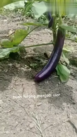 selamat malam  #buah terong berubah jadi ular #