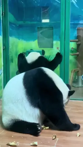 Đừng cố chấp nữa  #panda #xuhuong #xuhuongtiktok 