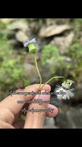 #တစ်ရက်ကိုဘနှပုဒ်တင်တင်အာမချောင်ကြနဲ့ #ကိုယ်လိပ်ပြာဆိုတာသိစေချင်ပါတယ်မင်းလေ#💕💕