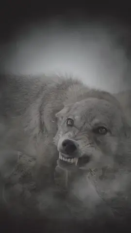 #الفنان ابو زهرة# #تصاميم_فيديوهات🎵🎤🎬  #اكسبلـexplorerـور #