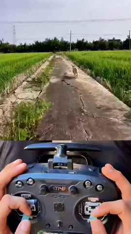 This guy often runs away to play.#dogsoftiktok #drone #fpv #dog #funnydog 