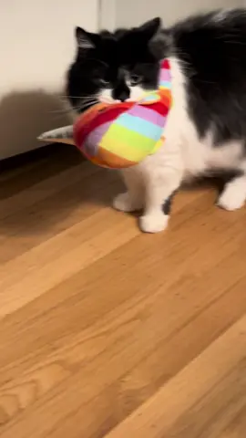 I’m not allowed to have it 🤣 Ollie’s song and toy of choice from last week. #tuxedocat #catsoftiktok #cattok #catmom #catplaytime 