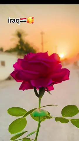 মহারাজা ইরাক প্রবাসি স্বামী#foryou #foryoupage #viraltiktok #ইরাক_bd #ইরাক_প্রবাসী🇮🇶🇮🇶🇮🇶 @TikTok @tiktok creators 