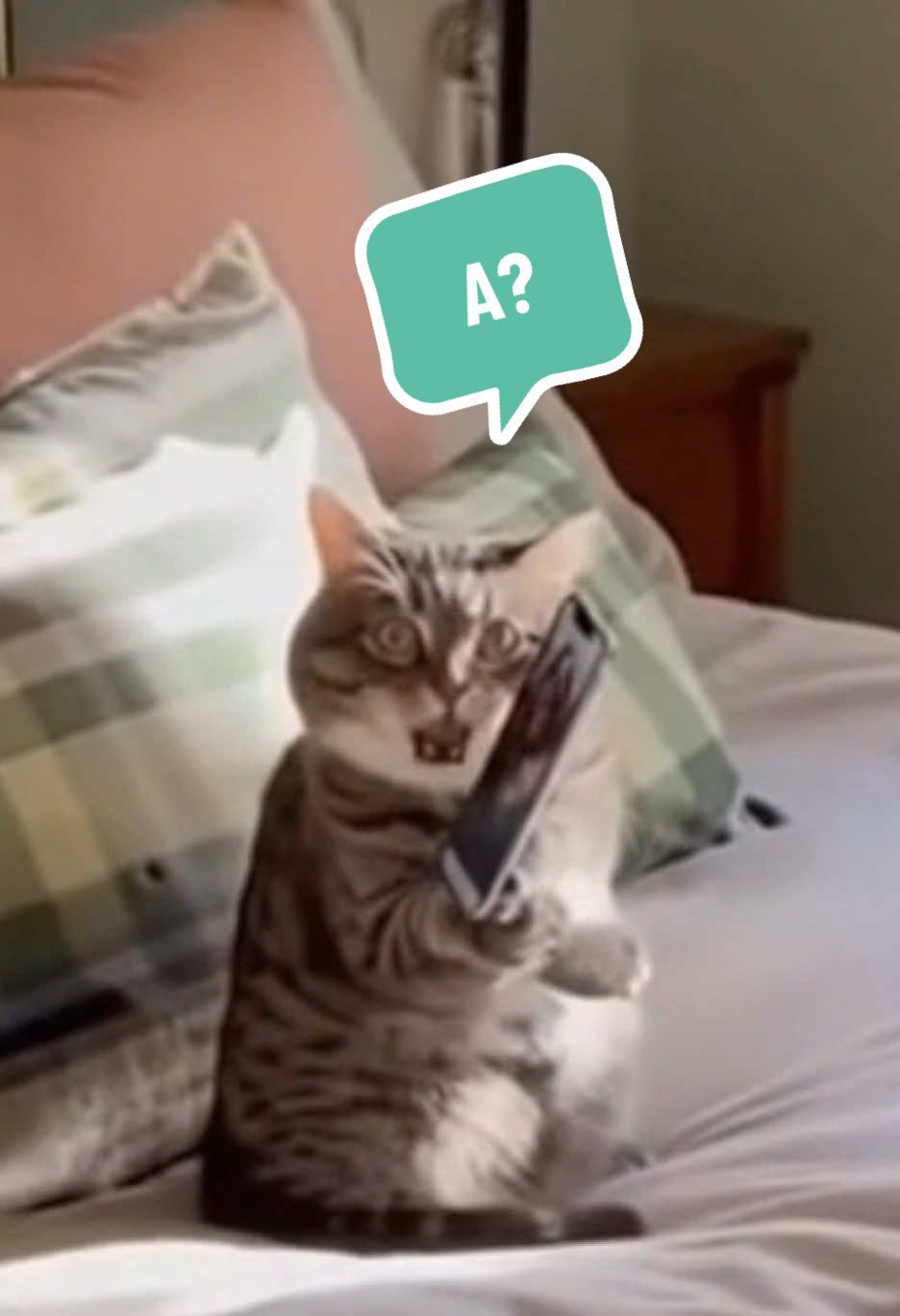 I am talking 🐱#cat #catmeme #funnycats 