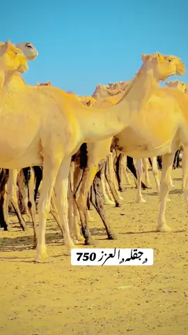 #دارجن_مزروب_المجانين❤✌🥰 #جخو،الشغل،دا،يا،عالم،➕_❤_📝 #