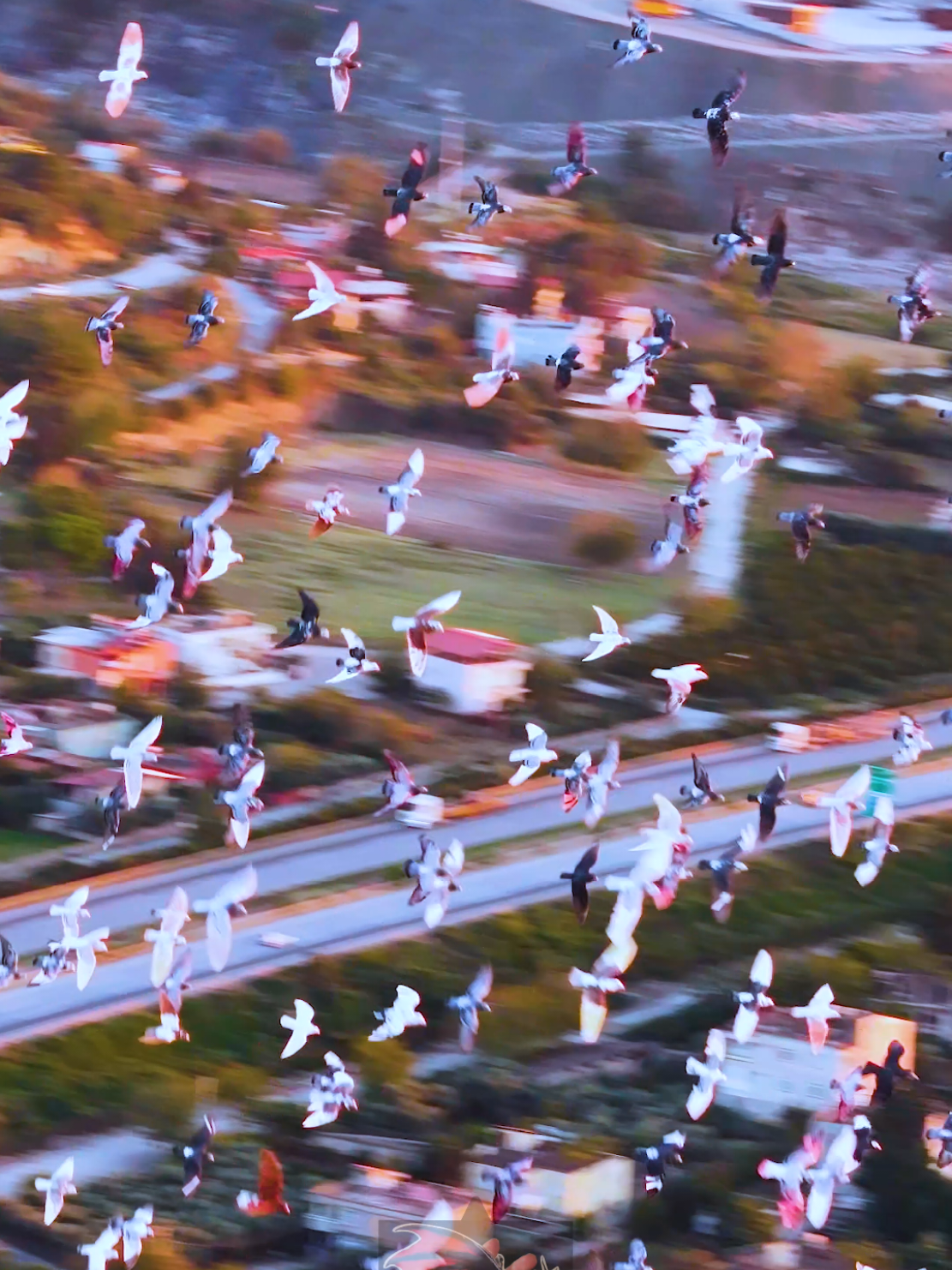 Güvercin = Aşk  #guvercin #guvercinsevdalisi #pigeons #droneshot #pigeonlovers  @Güvercin Videoları @hatayguvercin_.31 @Mehmet Ali Kadıoğlu @DJI Official @Guvercin Sevdası😏 @guvercin.platformu 