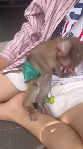 #monkey #babymonkey #monkeyoftiktok #creatorsearchinsights #cute 