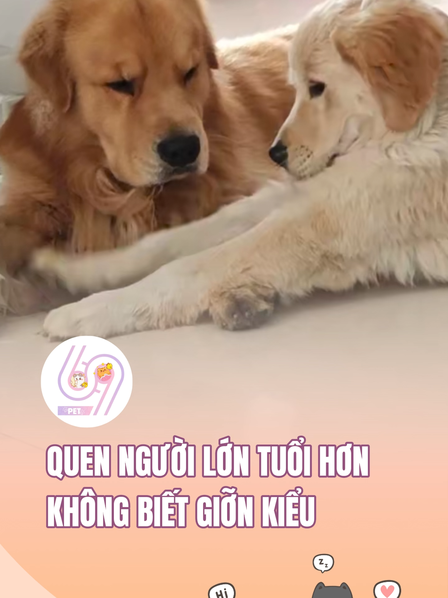 Quen người lớn tuổi hơn không biết giỡn kiểu #dcgr #dcgroup #dcmedia #69spet #pet #dog #goldenretriever #xuhuong #funny #viral #trending #haihuoc #tiktokgiaitri #foryou #fyp