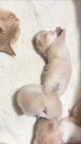 #cats #catsoftiktok #cute 