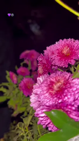 Moon💜🌚….#fypシ #tiktok #viral #foryou #selwa🦋 