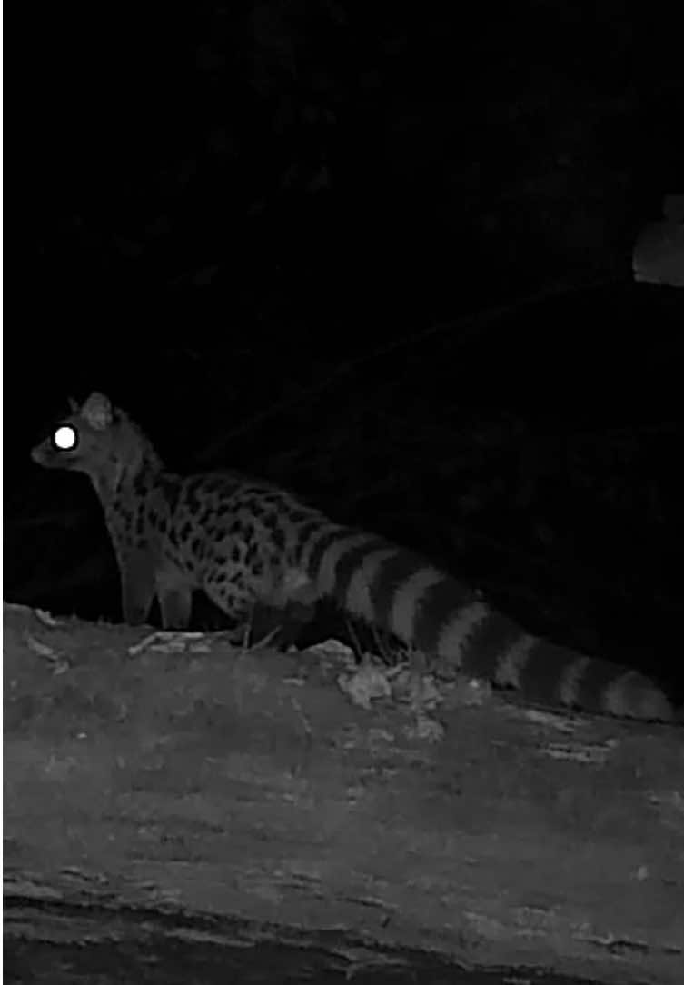 Le retour de l’animal le plus mignon de France 🤩 Tellement content de la savoir elle aussi a deux pas de chez moi !! #genette #loutre #renard #animauxsauvage #lesyeuxdelaterre 