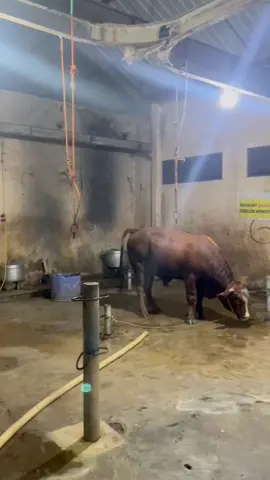 Adus teles mangan warek  #jagalsapi #juragansapi #sapi #sapijumbo #sapiviral 