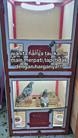 🔥#fyp #merpatikolong #teammisterius @ALL STARS TEAM 