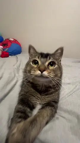 give your heart a break 😩 #fyp  #cat 