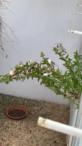 #jilguero  #jilgueros #jilguero_silvestrismo  #animaux #chardonneret 