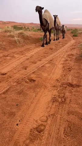 الناهيه❤️‍🔥. #الشايعات #البل #الصفر #اكسبلور #ال 