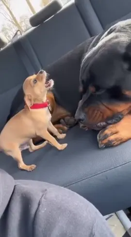 If this dog is an actor, I think he can win an Oscar😭 #dog#funnydog #usa #dad