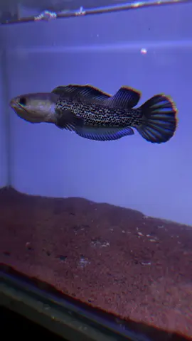 percayalah penantian panjang pasti memuaskan😍😋@BNP @𝘾𝙖𝙞'𝙇𝙞𝙣𝙜𝙖𝙨 @𝘿2𝙉𝙂_11 @ikbalmuzannii @Kakang @Sakana @𝙉𝙪𝙗𝙞𝙎𝙝#chanastewartikarbialongindonesia #chanastwartyhaigthfin #stewartifuldot🔥 #chanastewartikarbialong #chanamalaysiagroup 