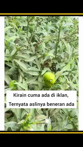 ternyata ada 😮‍💨 ..  dan knapa ente pegang dong...  #tehpucukharum #faktamenarik #beritaviral 