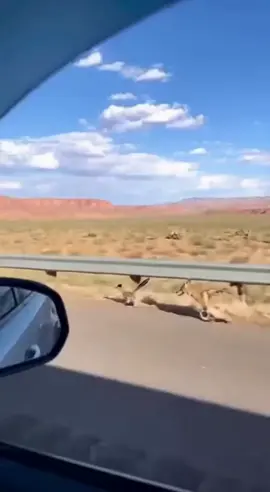 بيب😂 بيب 😆😆