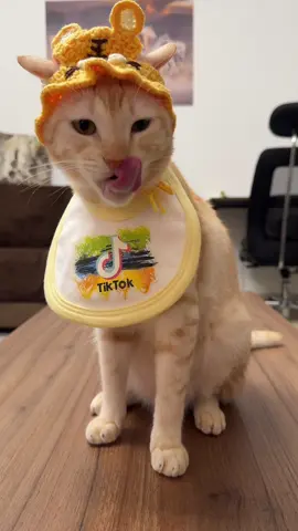 Mr Lime and pepper 🫑 #chia #lime #dora #asmr #catfood 