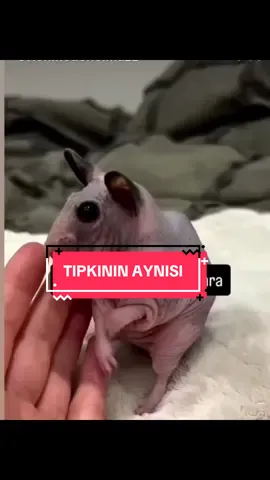 #livehighlights #tiktoklive #keşfetteyizzz 