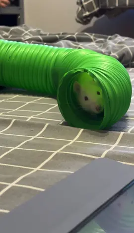 Замышляет  #rat #rats #trendingvideo 