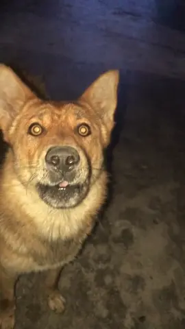 大黃很乖#大黃 #狗狗 #狗狗的日常 #狗狗成精了 