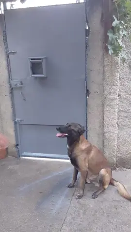 #مالينوا_شاربوني_ماسك_نوار #شعب_الصيني_ماله_حل😂😂 #fox 