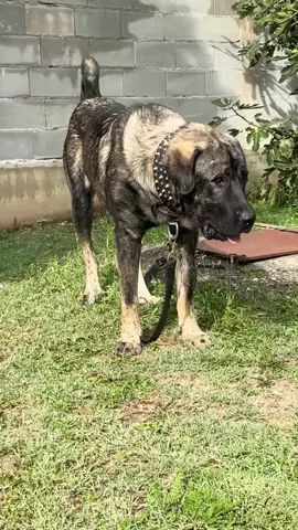 #qenisharrit🇽🇰🇦🇱🇽🇰🇦🇱💪🏽 #shapamerika🇺🇸🇺🇸🇺🇸 #Arushat 