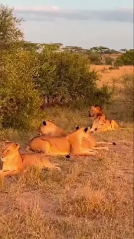 #tektok #مفترسات #عالم_الحيوان #الحياة_البرية 