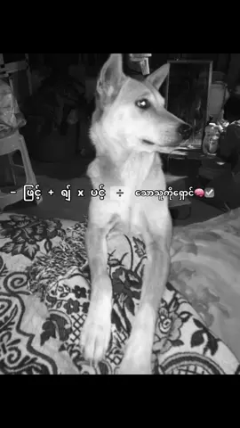 စာသားလေးကြိုက်↔️🧠#foryoupage #livephoto #crdစာသား #fyp #ညတင်တာviewရှိပါ့မလားမသိဘူး☹️ 