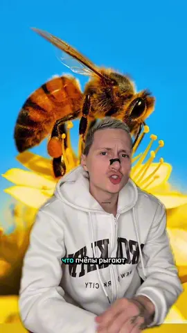 Пчелы выделяют мед немного не так, как вы думали #факты #природа #наука #исторя 