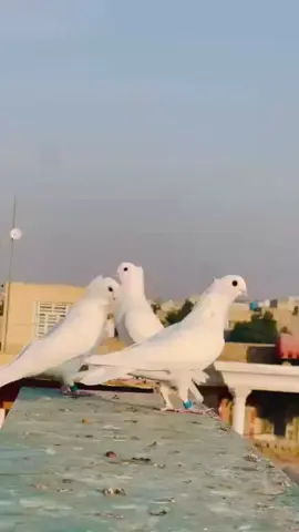 ارافل#العماره_والايتي_مشاهير_العماره 