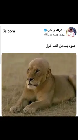 تغريدات بندر الدبيخي #الهلال #الامير #الوليد_بن_طلال #نواف_بن_سعد #تيم_تانكر💎 