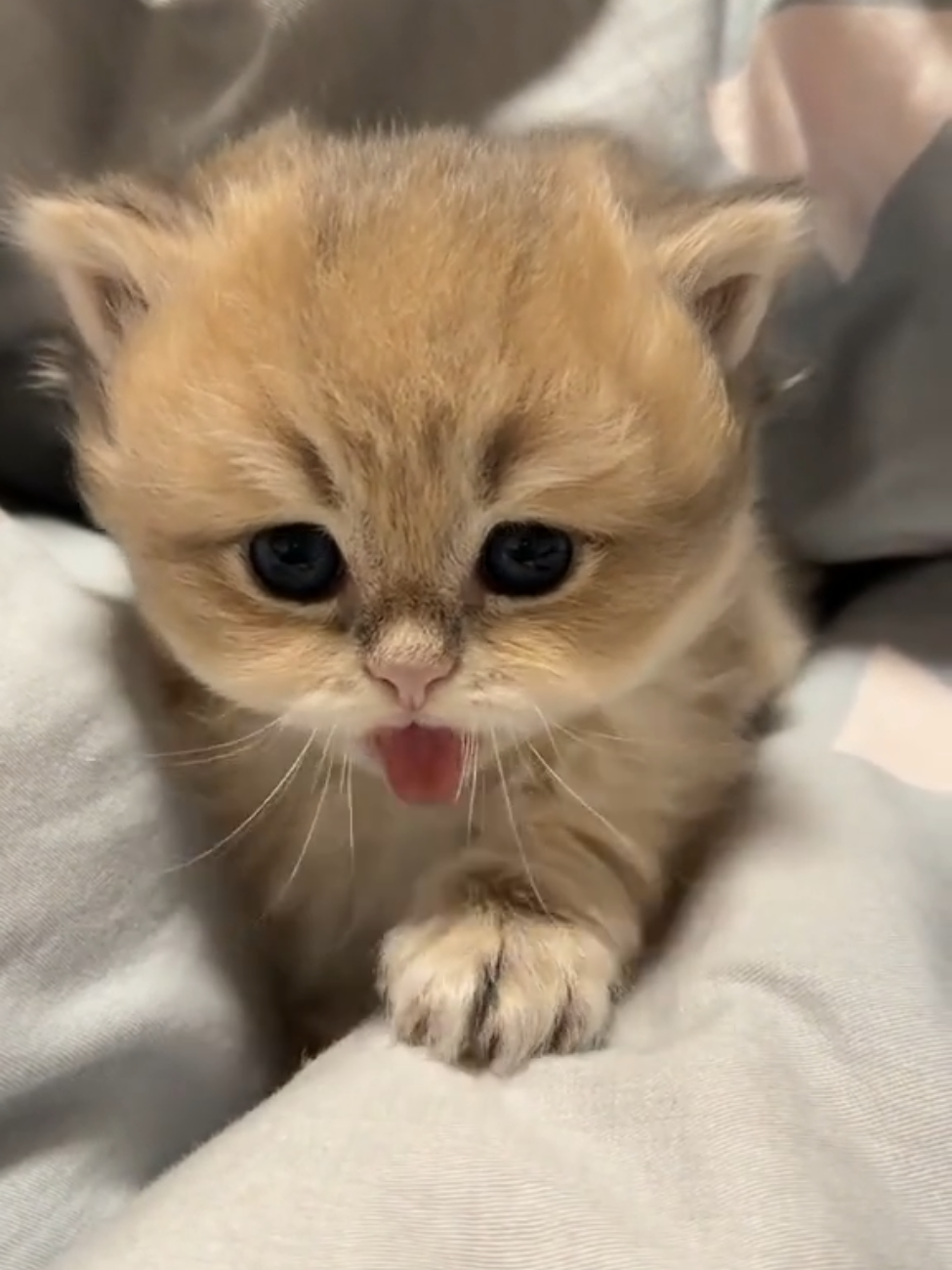 So cute #cutecat #pet #kucing #kitty #funny 