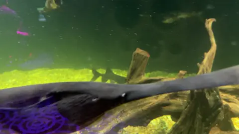 Paddlefish are among the oldest surviving fish species on Earth. #paddlefish #fishfacts #aquaticlife #riverwildlife #ancientfish   