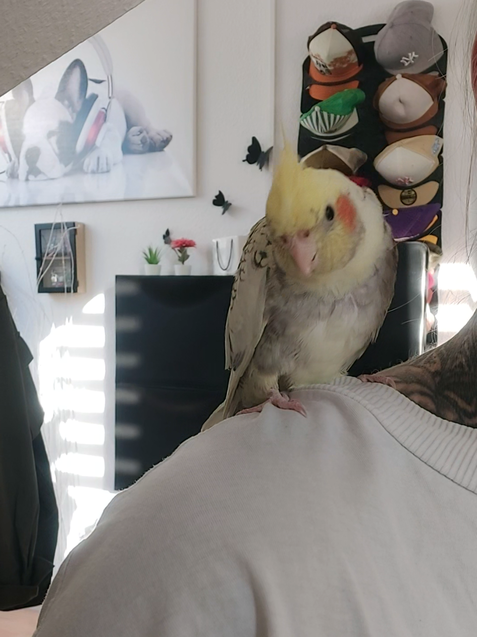bischen Quatschen mit noch ganz zaghaftem zwitschern . ☺️🌸🐦 #bird #parrotsoftiktok #parrot #nymphensittich #birdlovers 