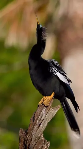 #birds #bird #animal #animals #cuteanimal 