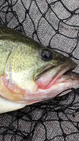 The 5” Bucca Brand Bull Shad swimbait is killer! 💪💪 And is now available! #bassfishing #fishing #swimbait 