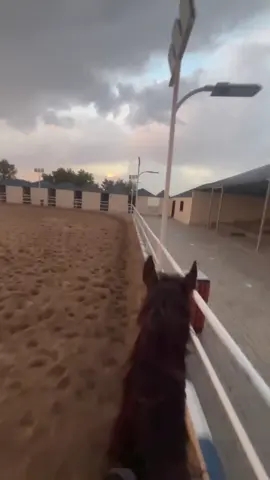 خيل ومطر❤️ #viral #fyp #madina #Love 