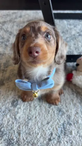 my lil Franklin #minidachshund #puppy #cute 