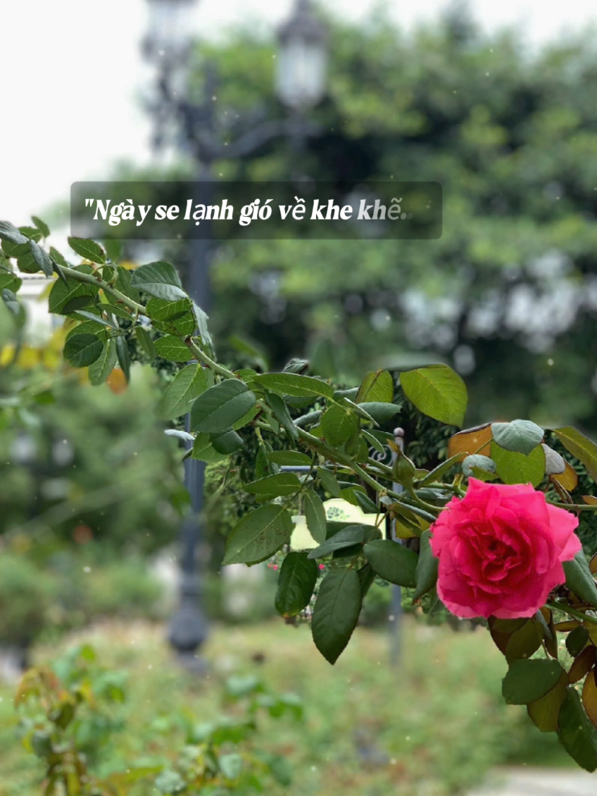 Trời bắt đầu mưa, không khí lạnh đang tới. Sáng mai ra đường nhớ mặc ấm nha. #camxuc7x #muasang  #muadong  #xuhuong 