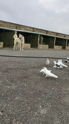 #novxani #göyerçinler #bakinskigolubi #kesfetteyiz #kesfet 