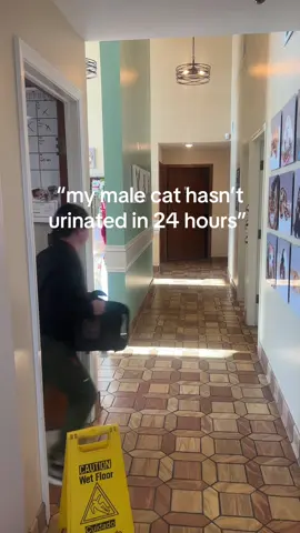 press 1 for emergency services #veterinarymedicine #vetmed #plugged #orangecat #blocked 