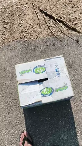 #شمحضرين_للموسم🔥  #تدريب #شعب_الصيني_ماله_حل😂😂  #الزاجل_عشق_لاينتهي❤️🕊️؛ 